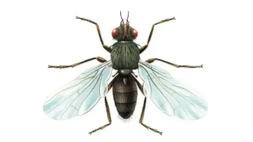 Pégomyie adulte
